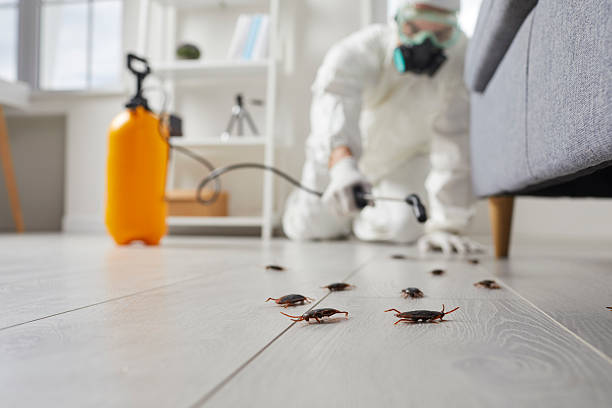Post-Treatment Bed Bug Interceptor Monitoring in Cross Mountain